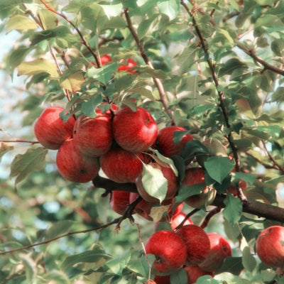 Apple Orchard